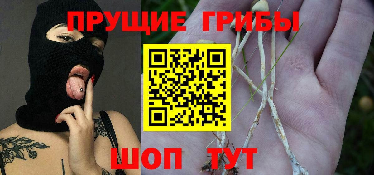 купить наркотик  Вход с VPN  Галлюциногенные грибы Psilocybe  Сертолово  Галлюциногенные грибы мицелий 